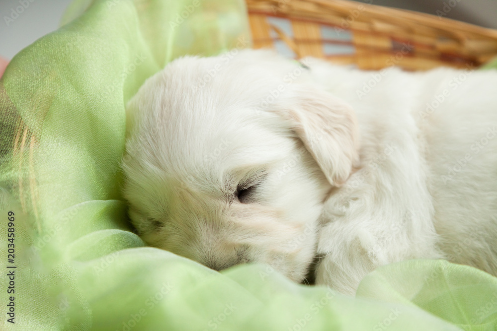 a small puppy of a golden retriever sleeps in a basket on a windowsill a small puppy of a golden retriever sleeps in a basket on a windowsill