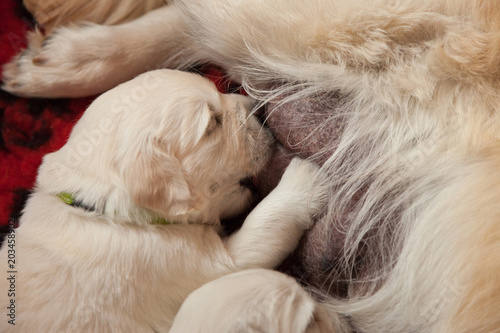 golden retriever puppy sucking mother's milk © Mysh