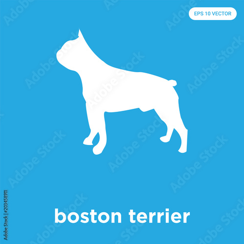 boston terrier icon isolated on blue background