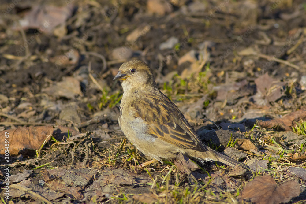 An ordinary sparrow is looking for food in the grass. An ordinary sparrow is looking for food in the grass.
