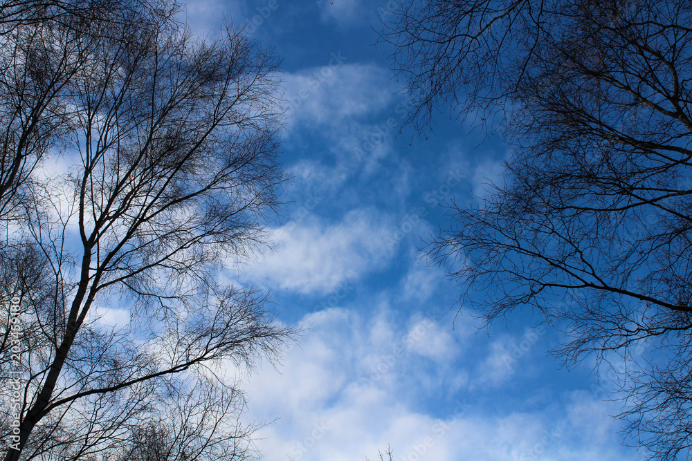 Blue cloudy sky seen through trees on either side Blue cloudy sky seen through trees on either side