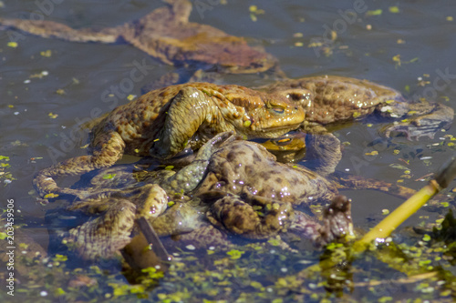 Ordinary toads are engaged in obtaining offspring.