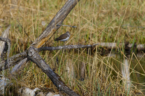 Kulik Chernysh sits on a branch of a dried tree ..
