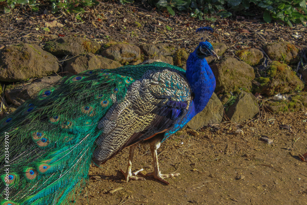 Fototapeta premium Colorful Peafowl bird on a dirt path