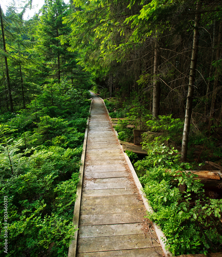 Fototapeta premium Wooden walkway brodge in beautiful green fir forest....