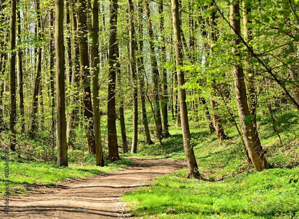 Obraz premium Walk path through the green park under the tall trees in a sunny day. Vlasim castle park.
