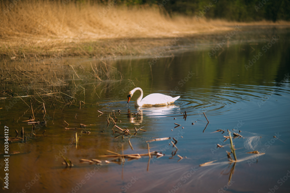 alone white swan in the dirty lake