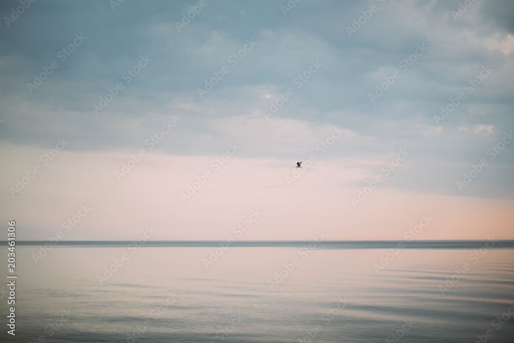 beautiful sunset with seagull on the sea beautiful sunset with seagull on the sea