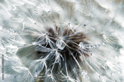 Fototapeta Naklejka Na Ścianę i Meble -  les pistils d'un pissenlit en macro avec des perles de rosée