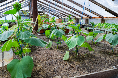 Seedlings cucumbers. The cultivation of cucumbers in greenhouses. Seedlings in the greenhouse. Growing of vegetables in greenhouses