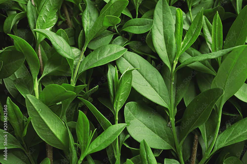 Beautiful spring green leaves as background Beautiful spring green leaves as background
