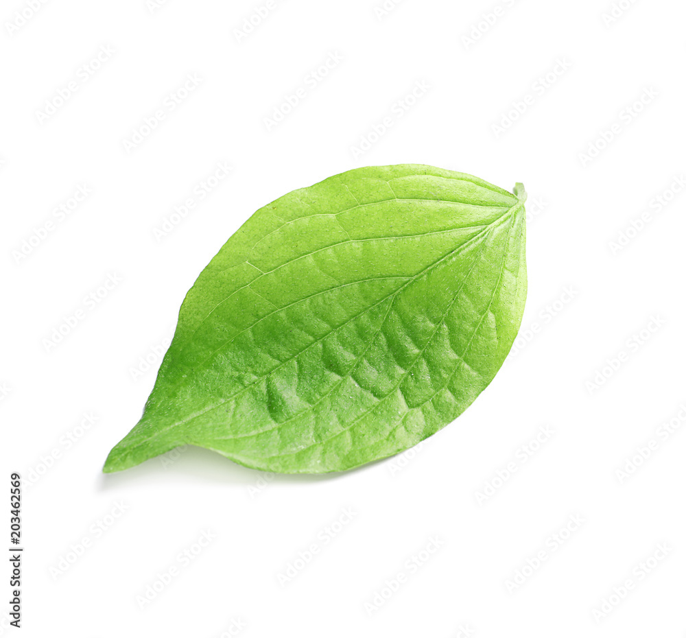 Obraz premium Beautiful spring green leaf on white background