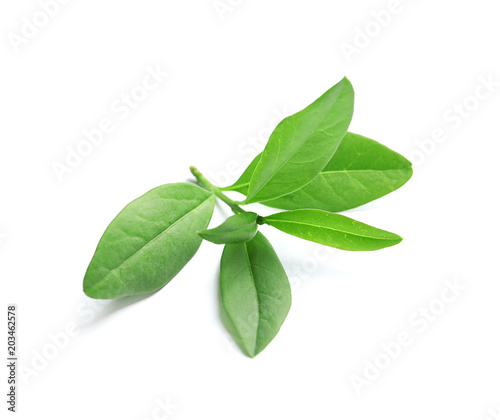 Beautiful spring green leaves on white background