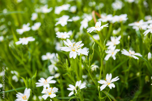 A flush of white greater stitchwort growing wild in the French countryside