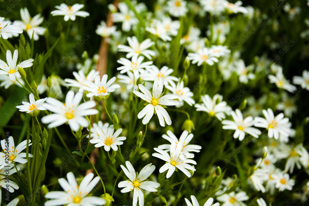 A flush of white greater stitchwort growing wild in the French countryside A flush of white greater stitchwort growing wild in the French countryside