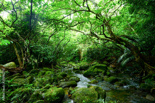 西表島のジャングル