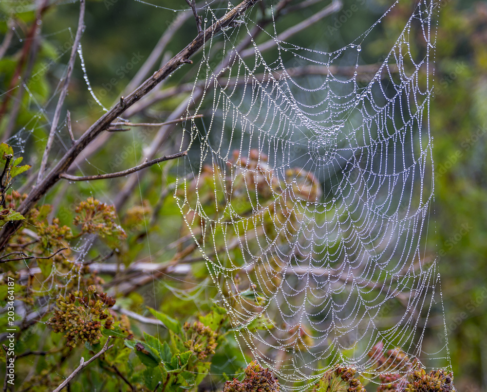 Beautiful web on the bush in the summer morning