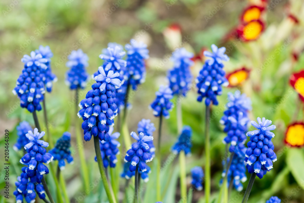 Grape hyacinth, Muscari flowers at spring time, low depth of focus image Grape hyacinth, Muscari flowers at spring time, low depth of focus image