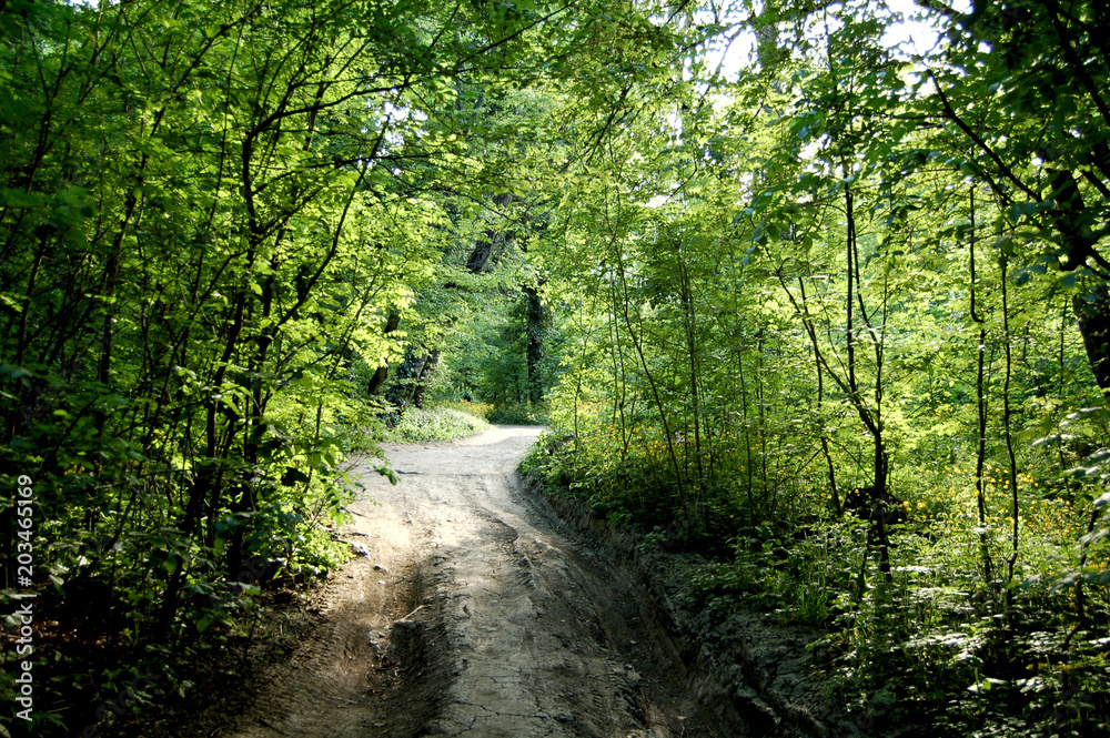 forest forest