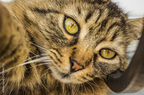 soft focus cat close portrait with yellow eyes