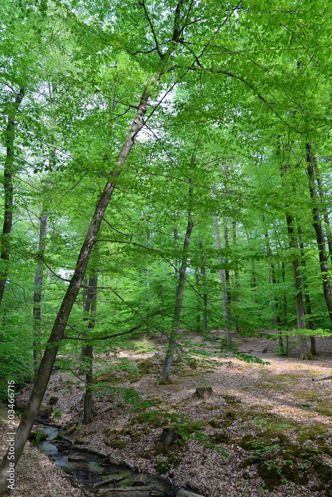 Fototapeta premium Rodenbach im Vorspessart im Main-Kinzig-Kreis Hessen