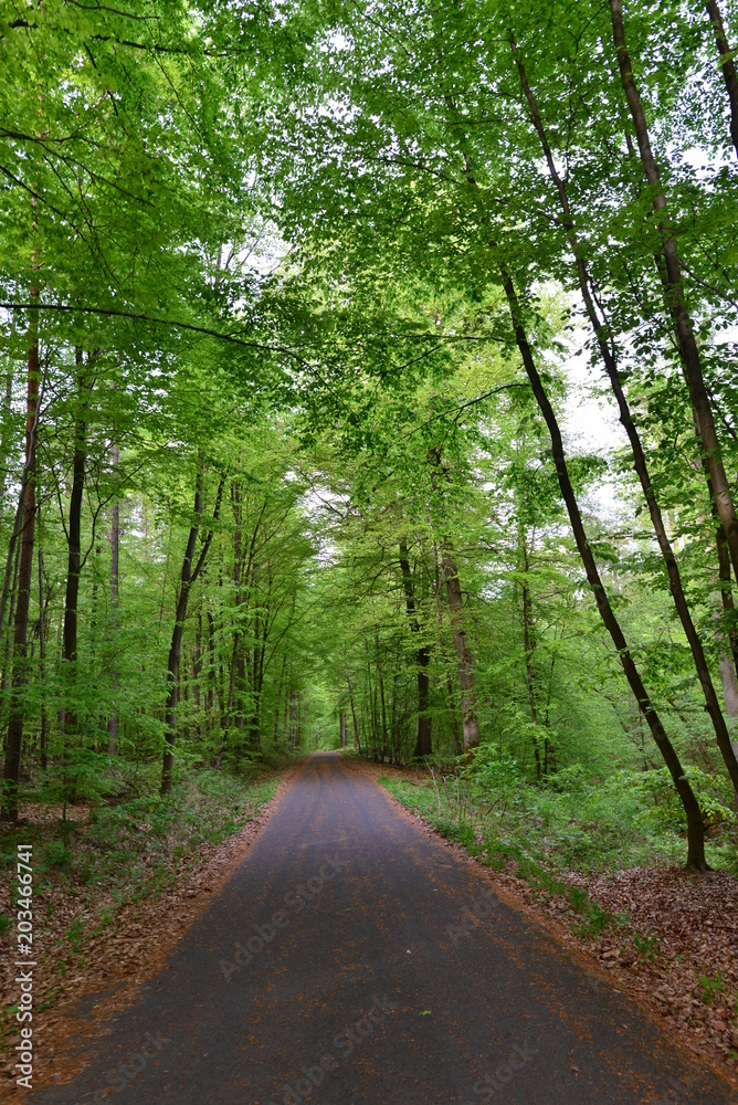 Fototapeta premium Spessart im Frühjahr