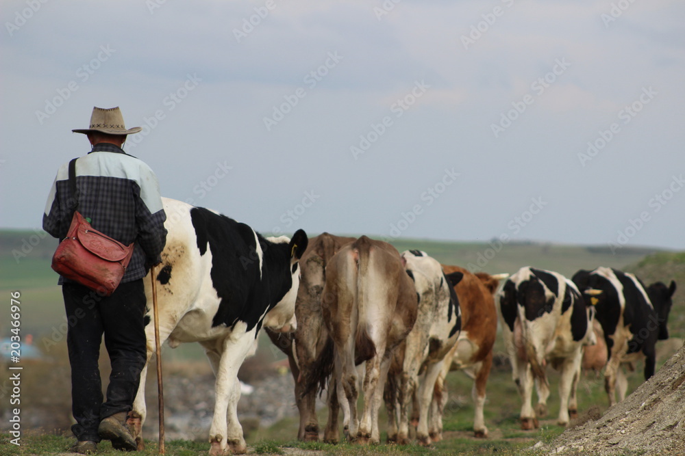 cow shepherd  beef farm