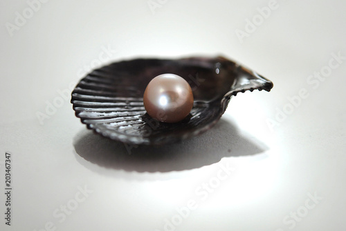 Different shells and alone pearl close-up on white background