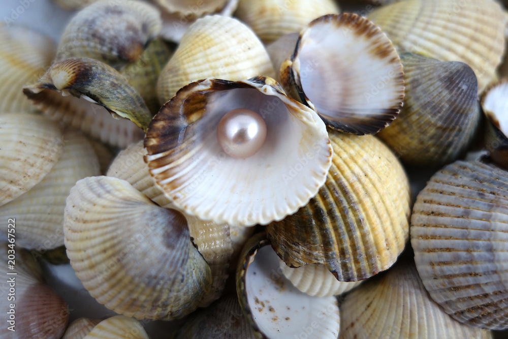 Different shells and alone pearl close-up on white background