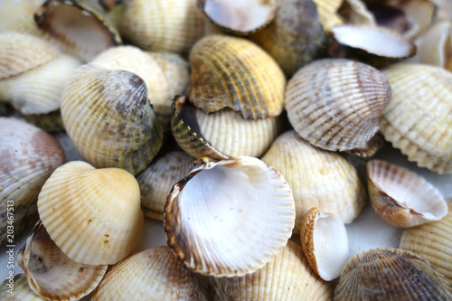 Different colors and size shells close-up on white background