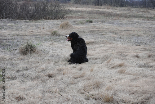 Bernese mountain dog on autumn meadow