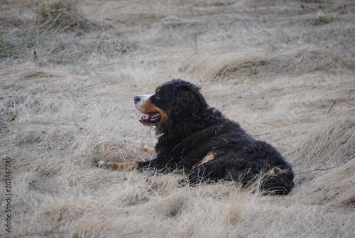 Bernese mountain dog on autumn meadow