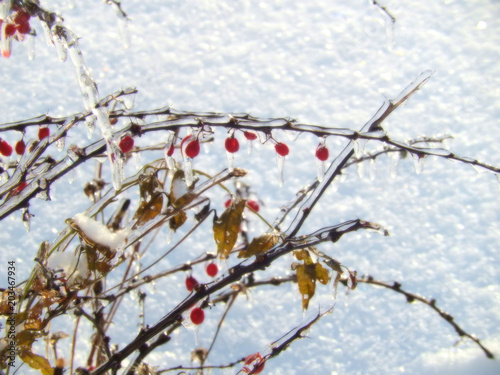Barberry branches with leaves and fruits in ice