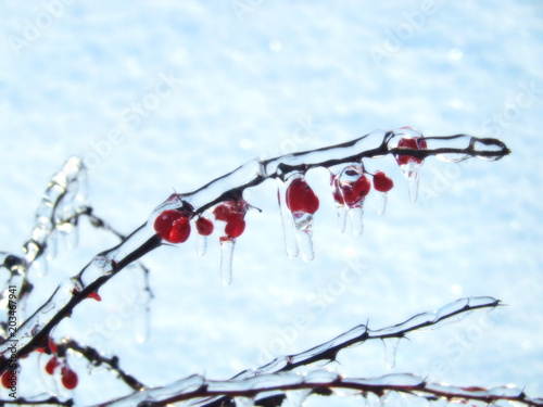 Barberry branch with fruits in ice close-up