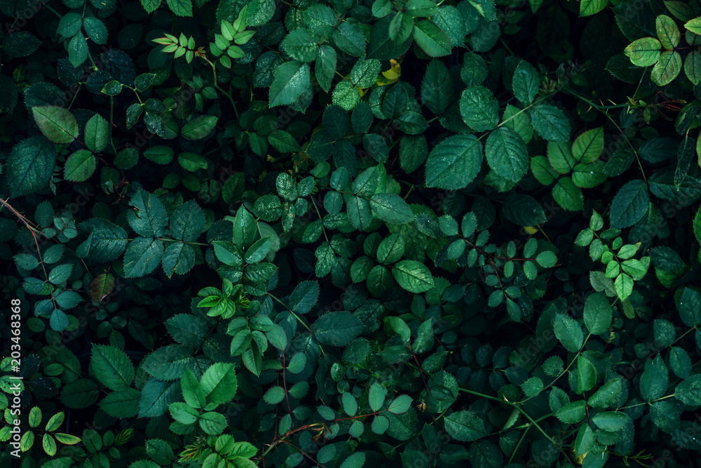 Green plant leaves background, top view. Nature spring concept - obrazy, fototapety, plakaty 