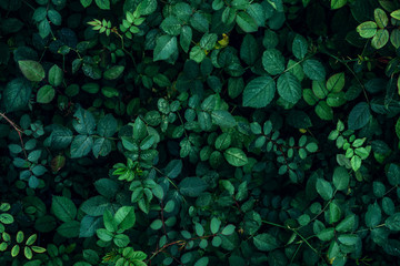 Green plant leaves background, top view. Nature spring concept