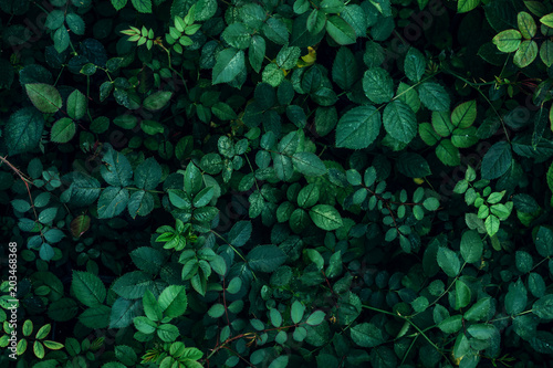 Fototapeta Zielona roślina opuszcza tło, odgórny widok. Koncepcja wiosna natura