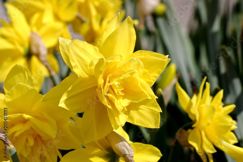 Narzisse Golden Ducat (Narcissus, Amarylli daeceae) Tulipa, Liliaceae), Blüten im Frühling, Frühlingsblumen
