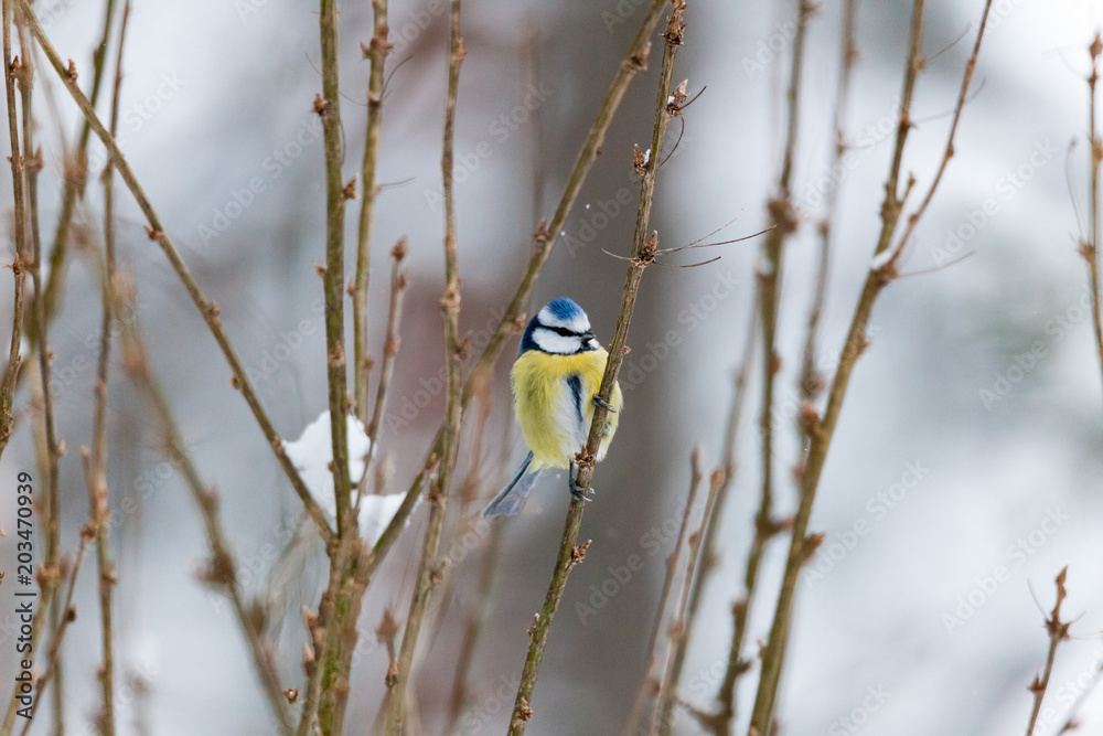 Fototapeta premium Blue tit bird sitting on small branch