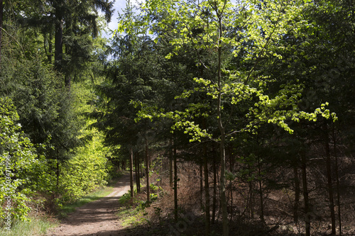 Fototapeta Naklejka Na Ścianę i Meble -  Clear green Forest from the spring Mountains in southern Czech, Czech Republic