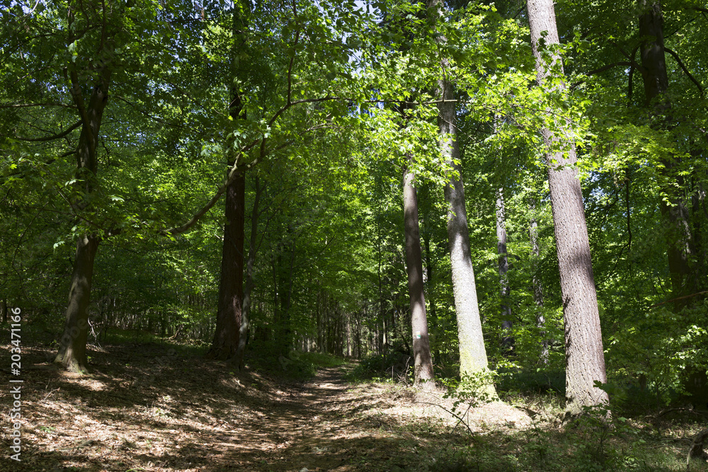 Clear green Forest from the spring Mountains in southern Czech, Czech Republic