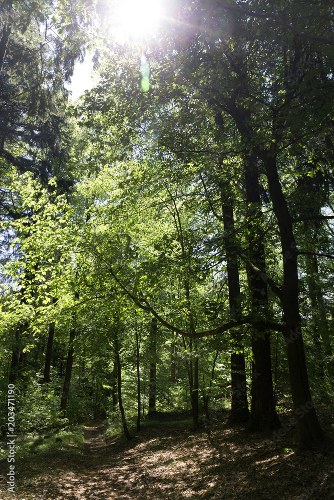 Clear green Forest from the spring Mountains in southern Czech, Czech Republic Clear green Forest from the spring Mountains in southern Czech, Czech Republic