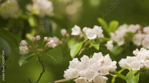 Extreme closeup with shallow depth of field of a branch of blooming mountain laurel. photo