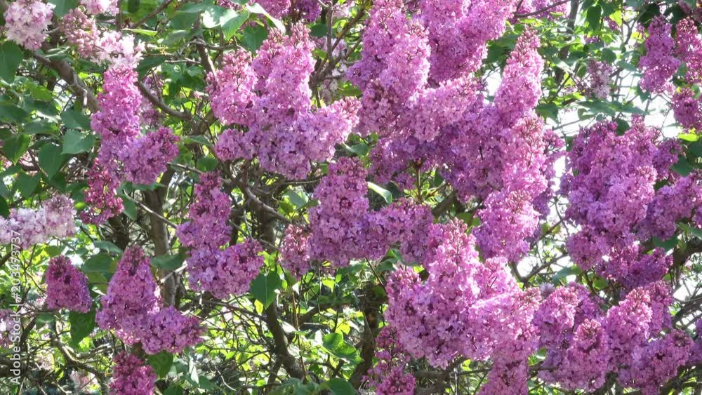 Large flowers of lilacs bloom in the botanical garden in the spring close-up
