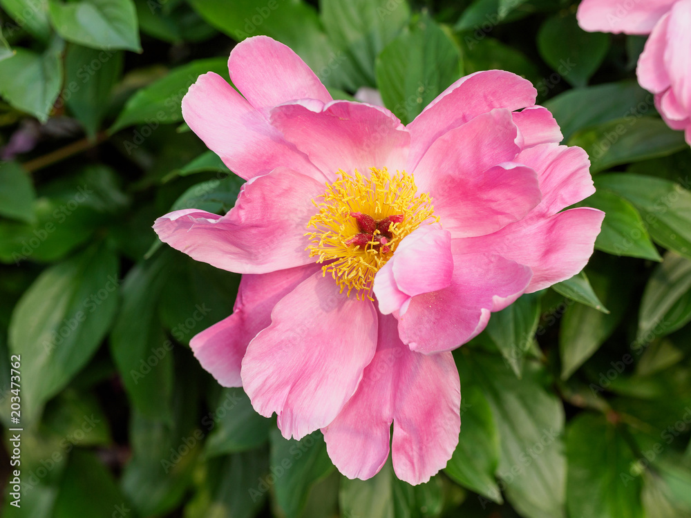 Summer flowers series, closeup of beautiful pink peony flowers in garden. Summer flowers series, closeup of beautiful pink peony flowers in garden.