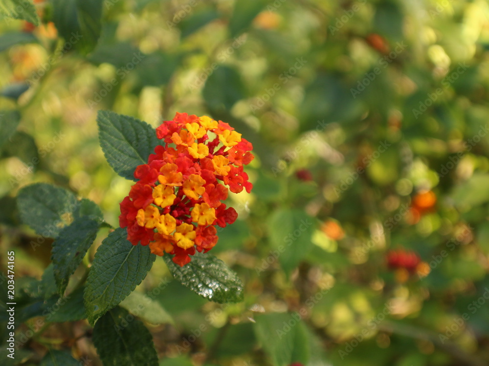 Flowers Flowers