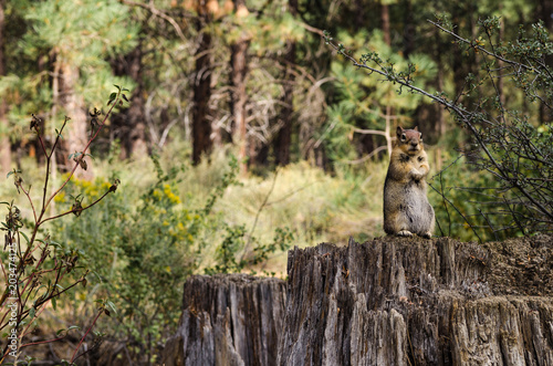 Watchful Chipmunk