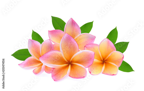 frangipani tropical flower, plumeria, Lanthom, Leelawadee flower with green leaves isolated white background
