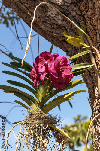 Pink aranda orchid hanging from a tree photo