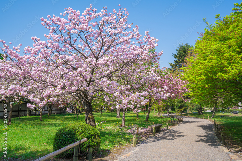 京都　二条城の桜